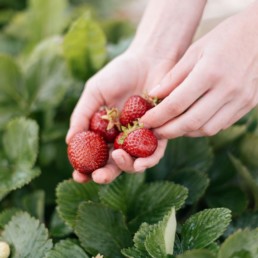 Des fraises à cueillir soi-même